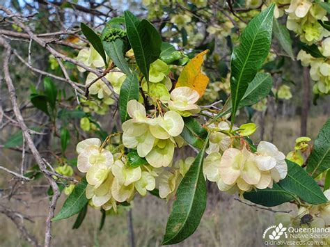 Dodonaea viscosa subsp. burmanniana "Burmann's Hop Bush" - Plant Profiles - Queensland Native Seeds