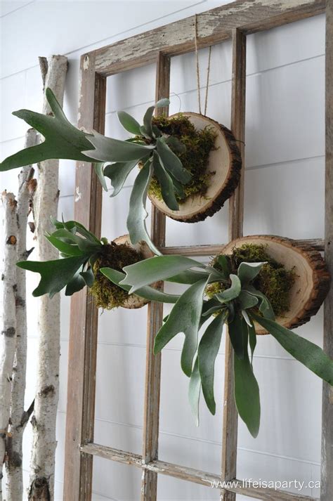 hanging-stag-horn-fern 8.JPG | Hanging plants, Staghorn fern, Fern plant