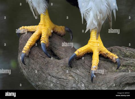 Steller's sea eagle (Haliaeetus pelagicus), feet of a bird standing on ...