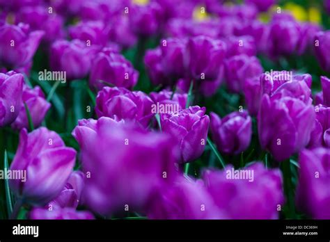 Garden of tulips Stock Photo - Alamy