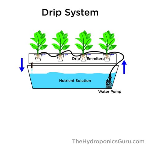 How the Drip Hydroponics System Works - The Hydroponics Guru