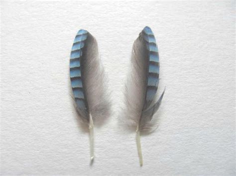 Blue Jay Feathers