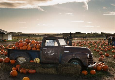 Pumpkin hunting at Farmer Copleys Farm - Simon Wiffen Photography