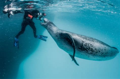 Polar photographer shares his view of a ferocious but fragile ecosystem | MPR News