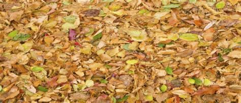 Why is Leaf Litter Important » Best Lawn Sprinkler