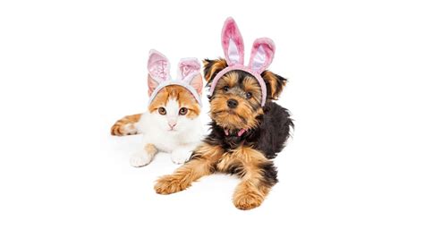 Top Four Easter Hazards for Pets – Heart Arrow Veterinary Service LLC