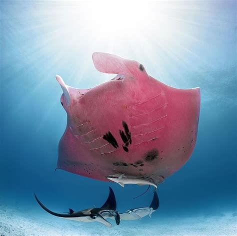 Jaw-Dropping Photos And Facts Of Pink Manta - The Rarest Creature On Earth