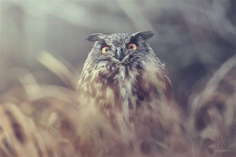 Eurasian Eagle-Owl PART I. on Behance