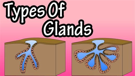 [10000印刷√] endocrine vs exocrine glands structure 300969