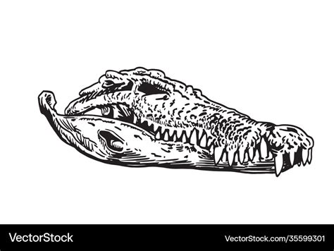 Graphical hand-drawn skull crocodile isolated Vector Image