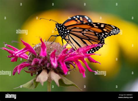 A Monarch butterfly, Danaus plexippus, feeding on a Monarda or bee balm flower in a garden in ...