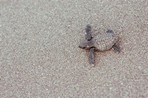 Pawikan (sea turtle) hatchlings - Photo courtesy of Cid Jacobo | Bataan, Turtle, Sea turtle