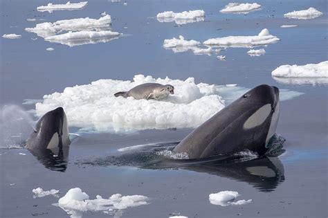 50 Whale Facts About The Giants Of The Ocean | Facts.net