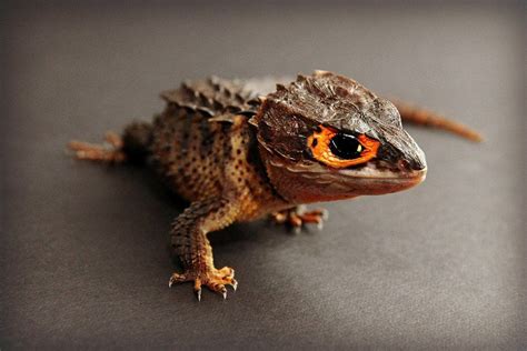 17 Pets That Resemble Dragons | Exotic Dragon Lookalike Pets