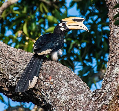 Oriental Pied Hornbill - BirdForum Opus | BirdForum