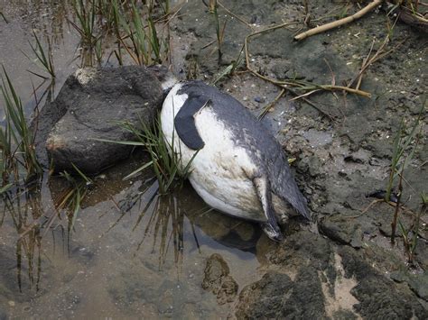 Dead penguin | Dead penguin in Punta del Este, Uruguay | andorand | Flickr