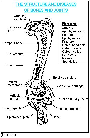 Pig Skeleton Anatomy