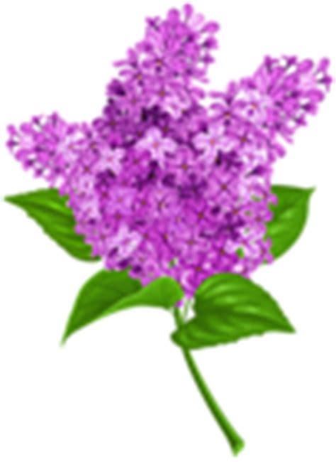Lilac PNG Transparent Clip Art Image | Gallery Yopriceville - High-Quality Free Images and ...