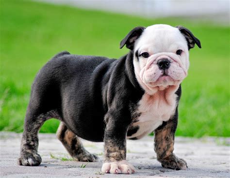 Miniature English Bulldog Info, Temperament, Puppies, Pictures