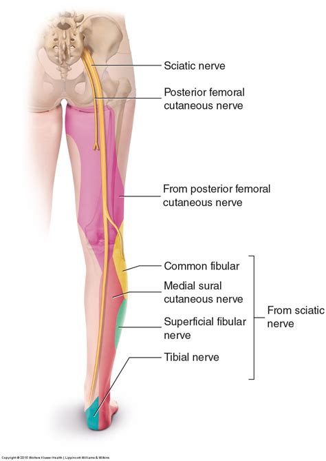 What are the signs and symptoms of sciatica?