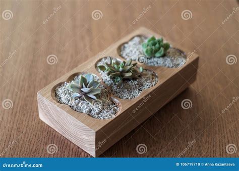 Wooden Flower Pot with Succulents Stock Photo - Image of growing, green: 106719710