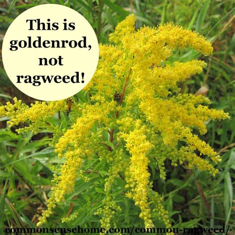 Ragweed Season 2024 - Peggi Tomasine