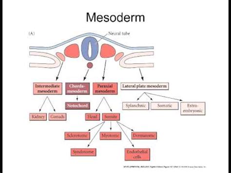 Lecture 10 Mesoderm Derivatives - YouTube