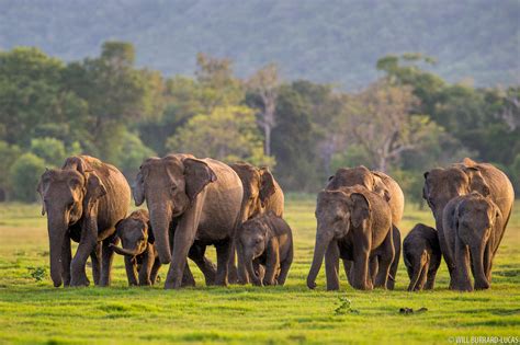 Minneriya Elephants | Will Burrard-Lucas