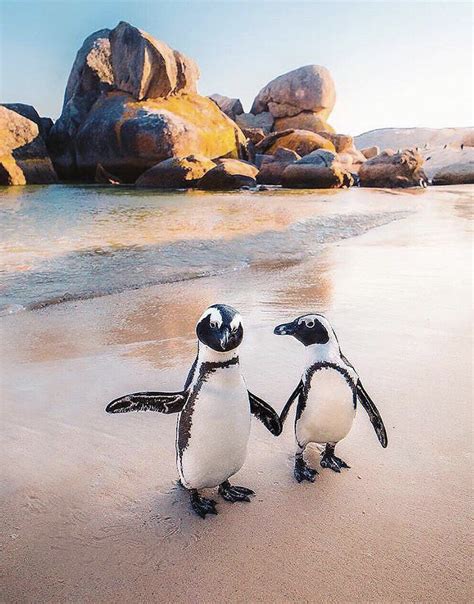 Meet PENGUINS in SOUTH AFRICA! These African penguins are only found on ...