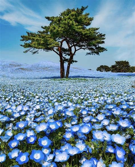 Tree in a blue flower field : MostBeautiful | Amazing nature photography, Flower field, Blue flowers