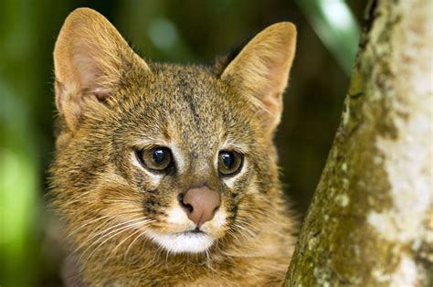 Leopardus colocolo. Cerrato. Brasil | Wild cats, Cats, Cats and cucumbers