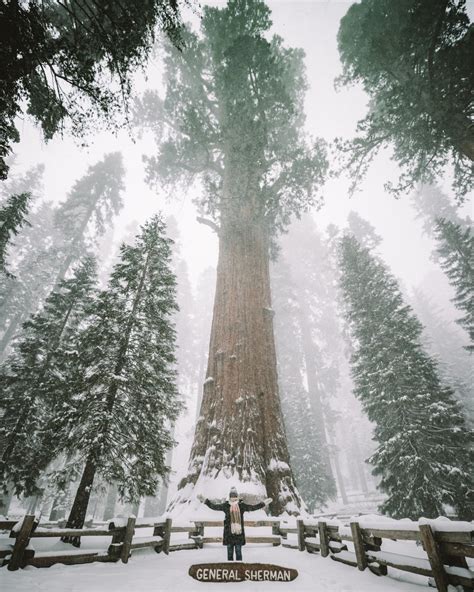 Everything You Need to Know Before Visiting Sequoia National Park in ...