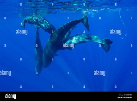 Pod of sperm whale calves and juveniles in a social group, Indian Ocean ...