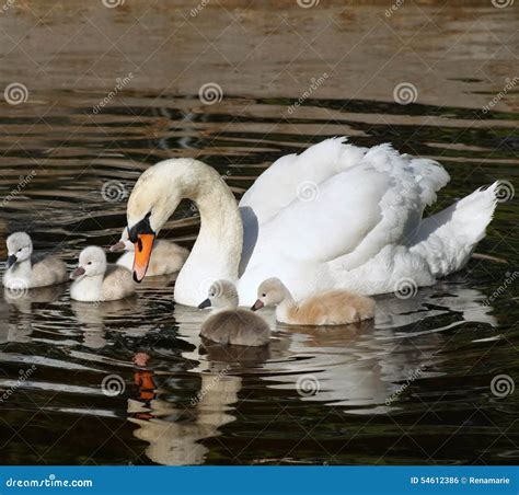 Beautiful Mute Swan with Her 5 Young Babies Swimming Together on Calm Waters Stock Photo - Image ...