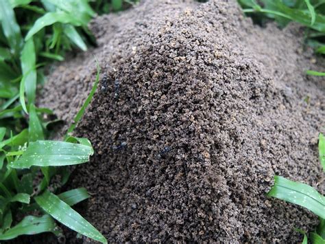 How to Get Rid of Fire Ants from Your Lawn or Garden - C&A Landscape