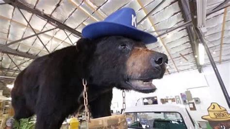 Cocaine Bear of Kentucky: When Animals Go Wild | OddFeed