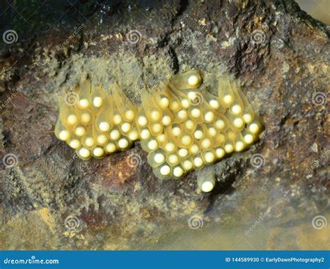 Salamander Eggs Ready To Hatch Stock Photo - Image of eggs, twolines: 144589930