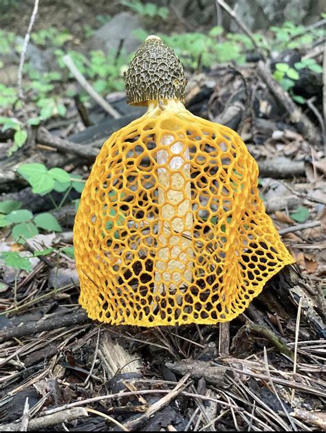 ‘Veiled lady’ mushroom : r/natureporn