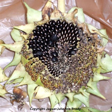 Julie Ann Brady : Blog On: Harvesting Sunflower Seeds from the Heads