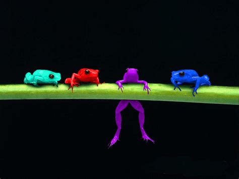 Rainbow Frogs by Arborix on DeviantArt