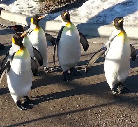 Penguin walk is back | Penguin walk, Zoo, Calgary stampede