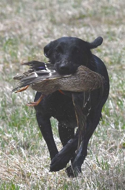 #1 Labrador Retriever Breeding Program | Powerful Tradition