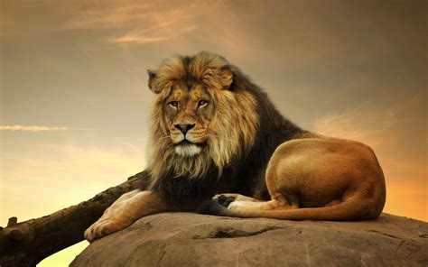 lion screensavers backgrounds | Lion wallpaper, Lion painting, Male lion