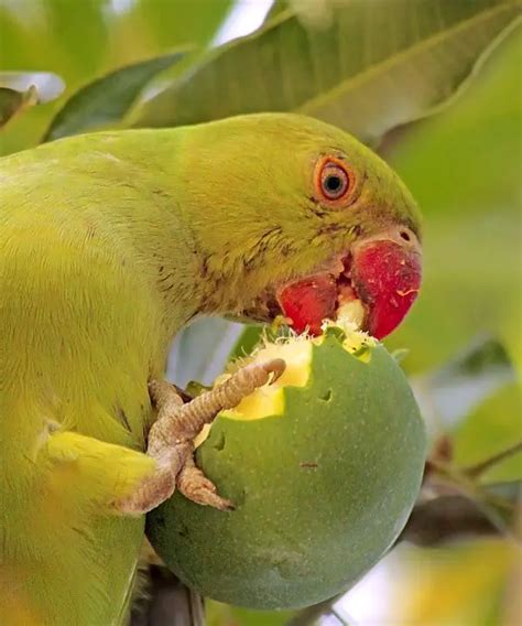 Can Parrots Eat Mango? - WooParrot