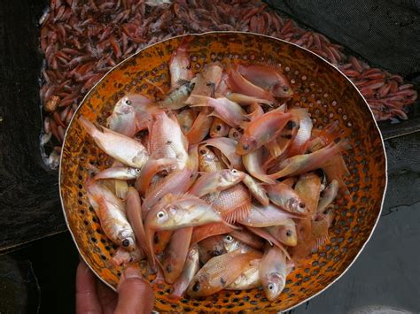 Nila Merah Bangkok ukuran Sangkal 2 jari - Benih Ikan Nila