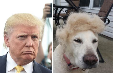 21 Things That Look Exactly Like Donald Trump