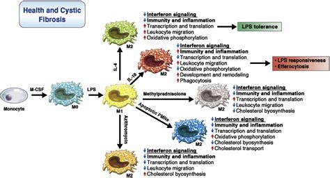 Macrophage polarization: Reaching across the aisle? - Journal of Allergy and Clinical Immunology