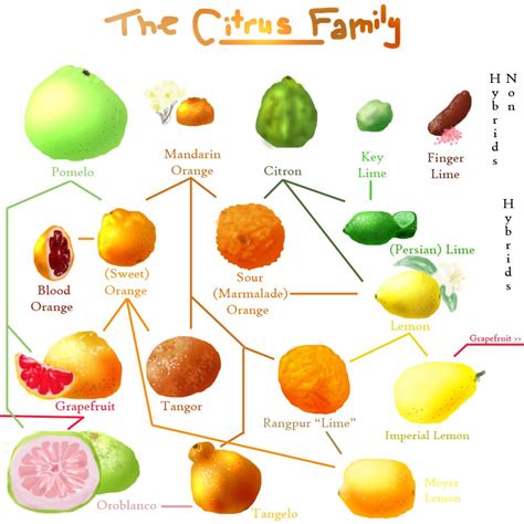 Citrus Family Explosion | Citrus fruit list, Fruit facts, Healthy ...