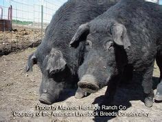 7 Mulefoot pig ideas | pig, pastured pigs, hog