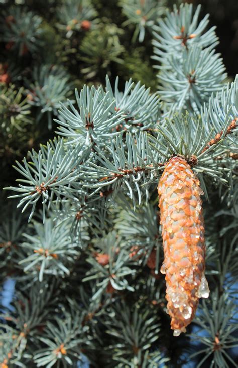 Blue Spruce Seeds Colorado Blue Spruce Tree Seeds Picea - Etsy Canada